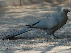 Grey Go-away-bird