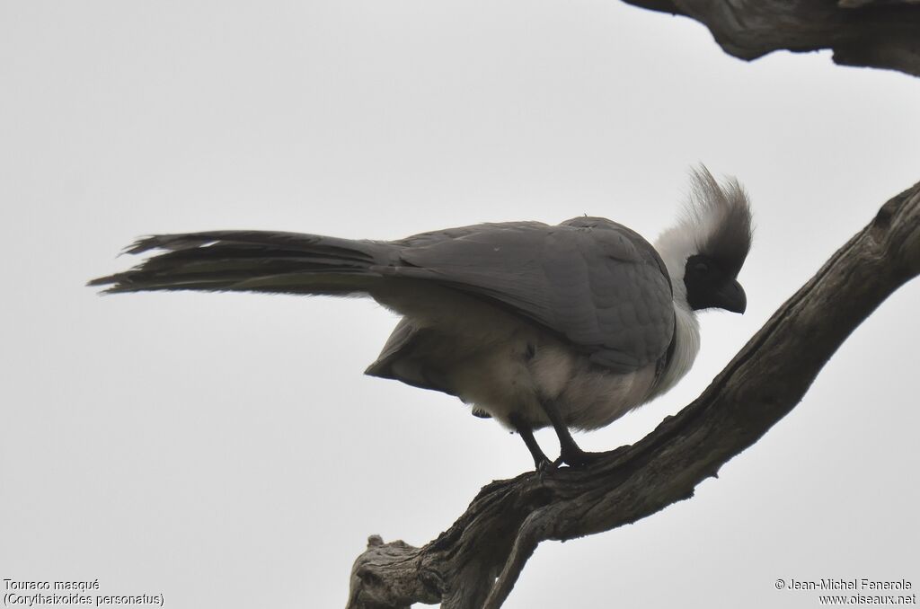 Bare-faced Go-away-bird