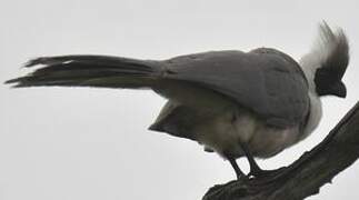 Bare-faced Go-away-bird