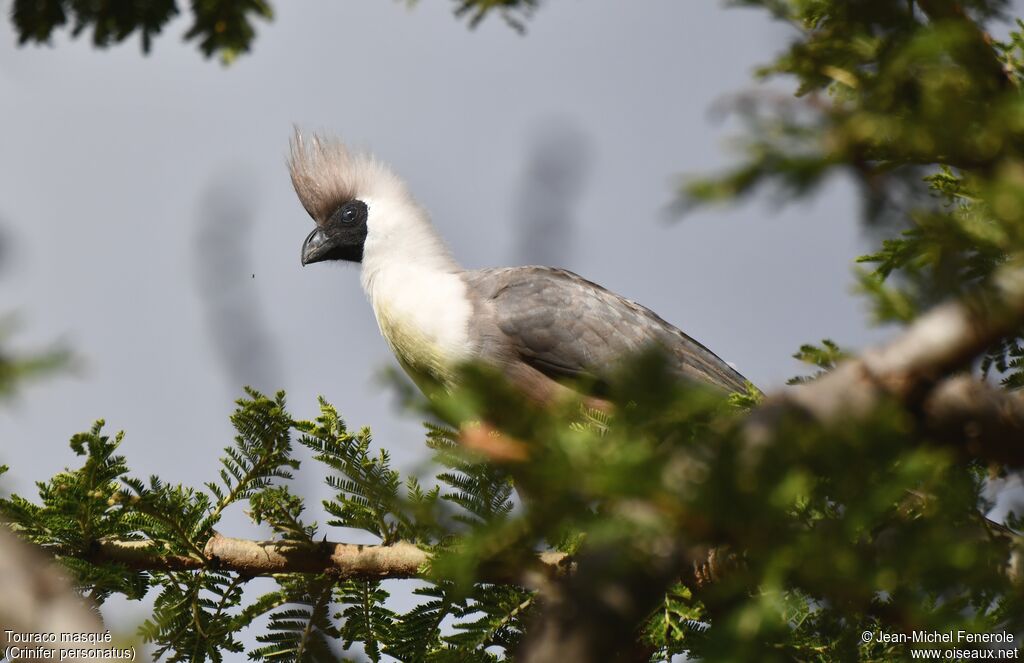 Bare-faced Go-away-bird