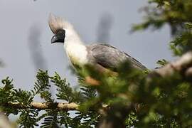 Bare-faced Go-away-bird