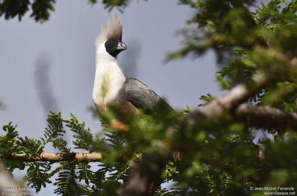 Bare-faced Go-away-bird