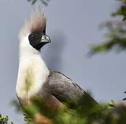 Bare-faced Go-away-bird