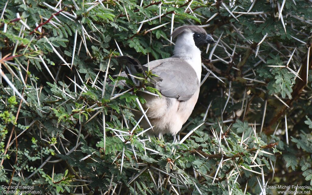 Bare-faced Go-away-bird