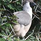 Touraco masqué