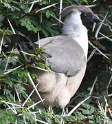 Bare-faced Go-away-bird