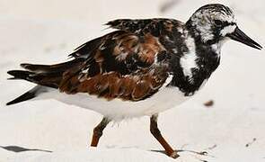 Ruddy Turnstone