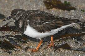 Ruddy Turnstone