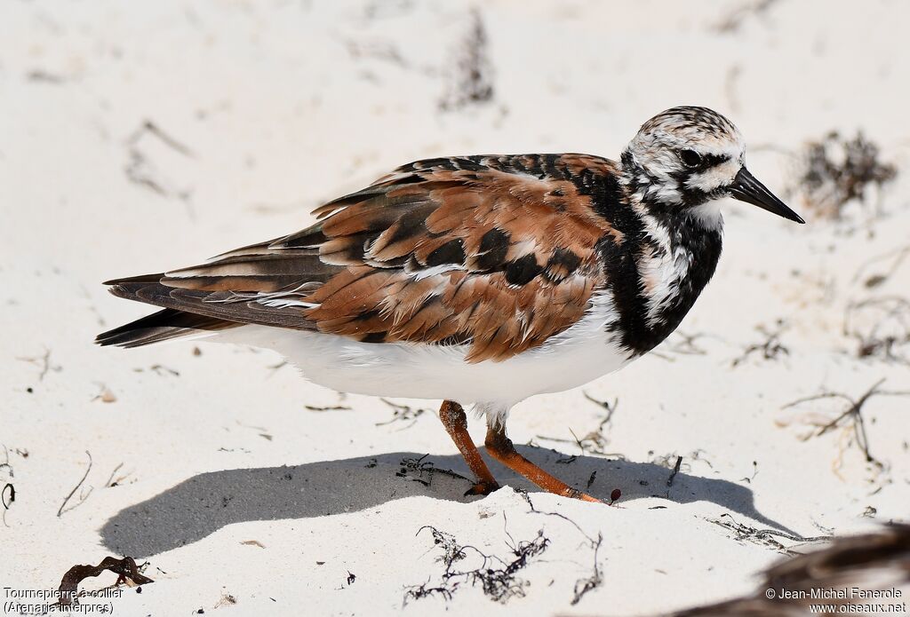 Ruddy Turnstone