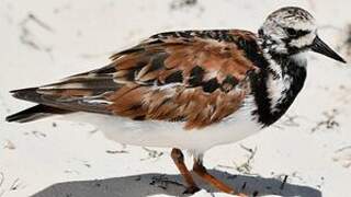 Ruddy Turnstone