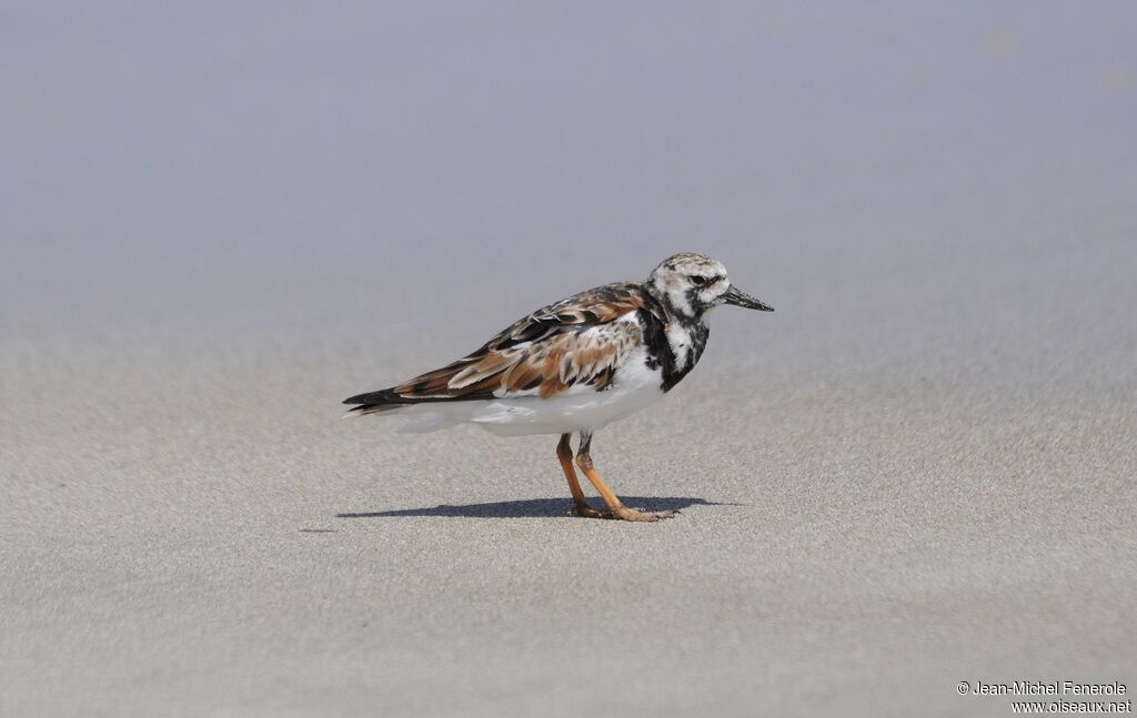 Ruddy Turnstone