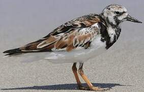 Ruddy Turnstone