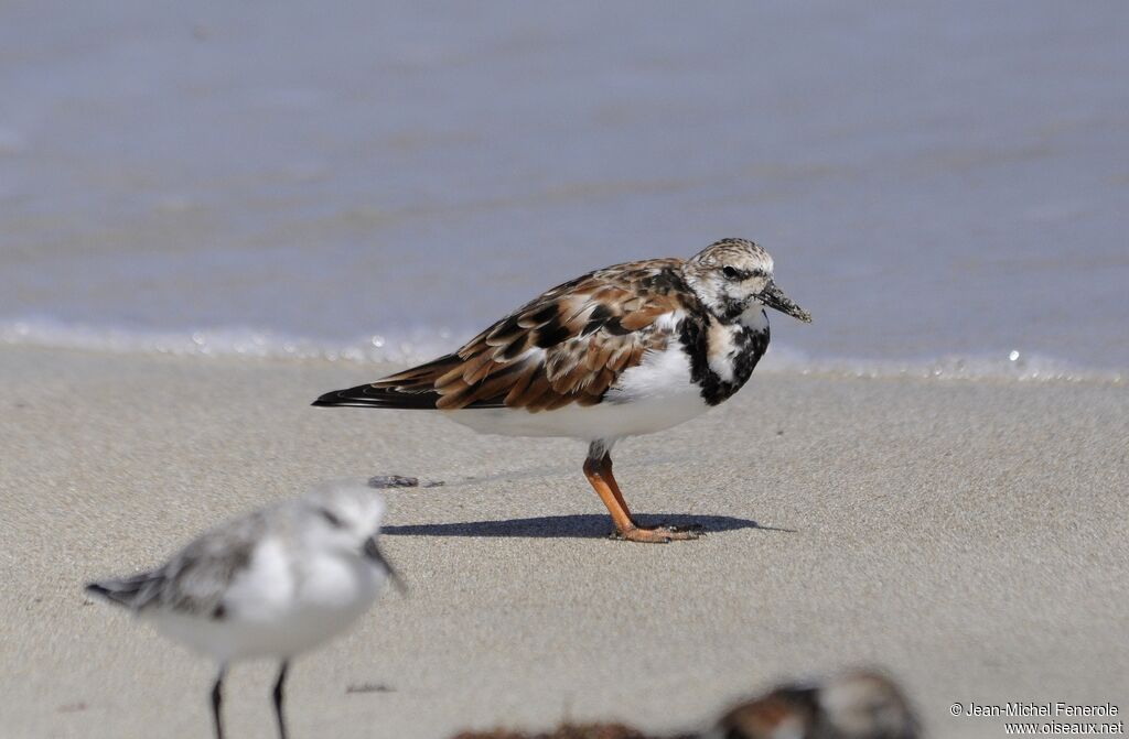 Ruddy Turnstone