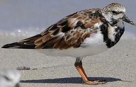 Ruddy Turnstone