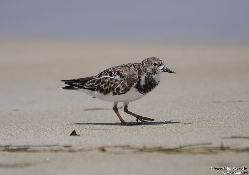 Ruddy Turnstone