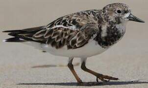 Ruddy Turnstone