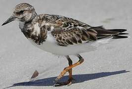 Ruddy Turnstone