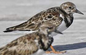 Ruddy Turnstone