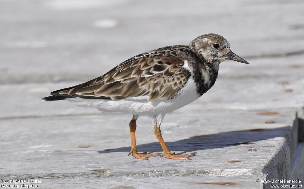 Ruddy Turnstone