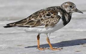 Ruddy Turnstone