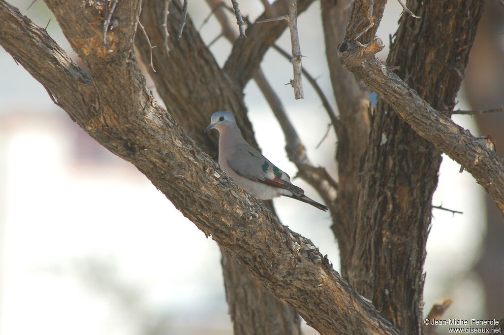 Emerald-spotted Wood Dove, identification