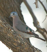 Emerald-spotted Wood Dove