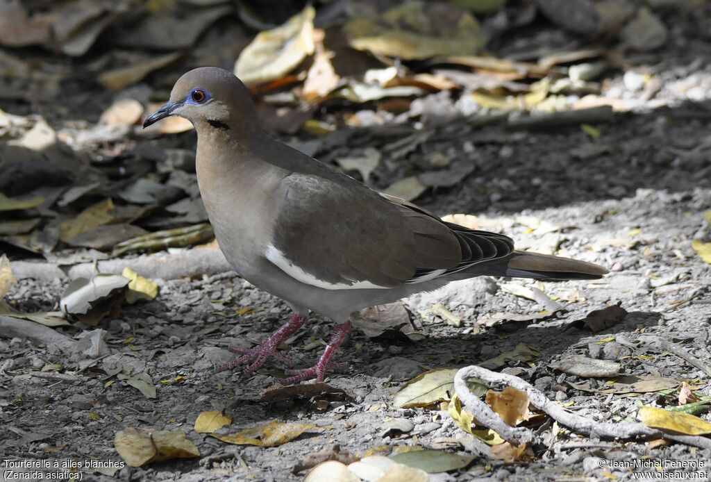 White-winged Dove