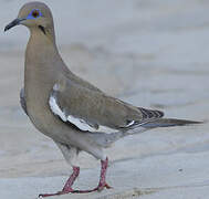 White-winged Dove