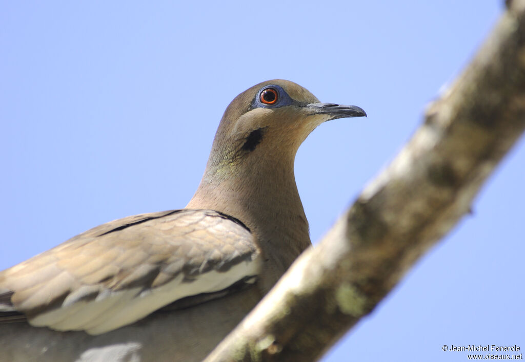 White-winged Dove