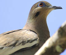 White-winged Dove