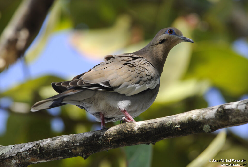 White-winged Dove