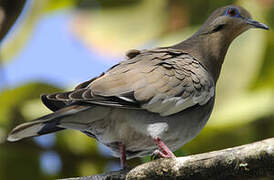 White-winged Dove