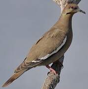 White-winged Dove