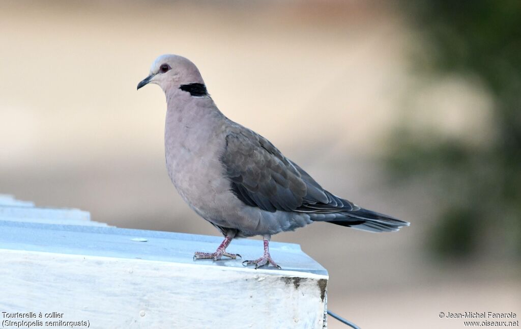 Tourterelle à collier