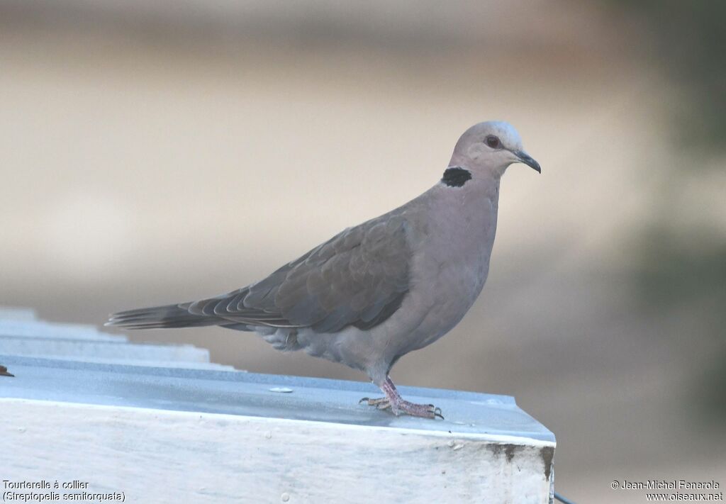 Tourterelle à collier