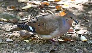 Zenaida Dove