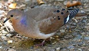 Zenaida Dove