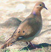 Zenaida Dove