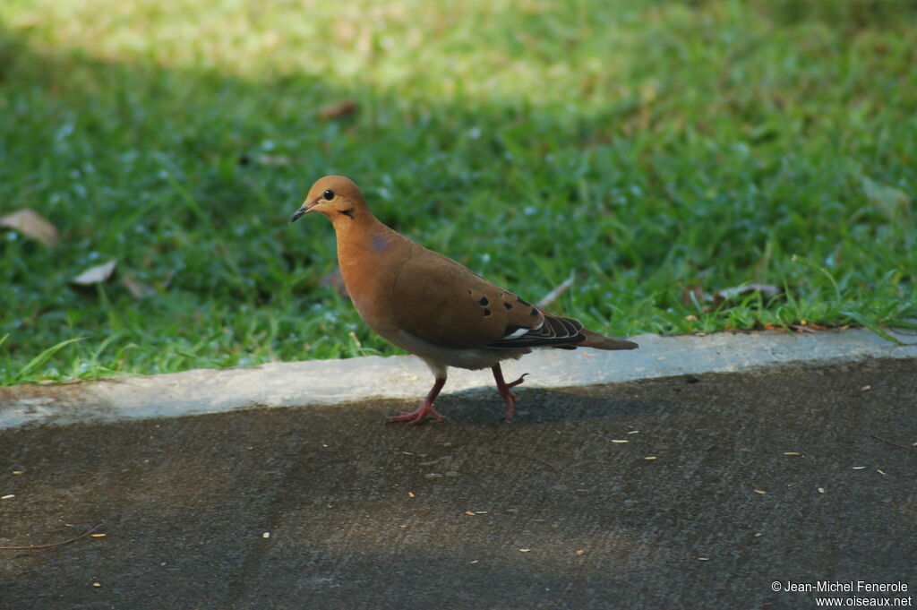 Zenaida Doveadult, identification