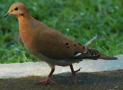 Zenaida Dove