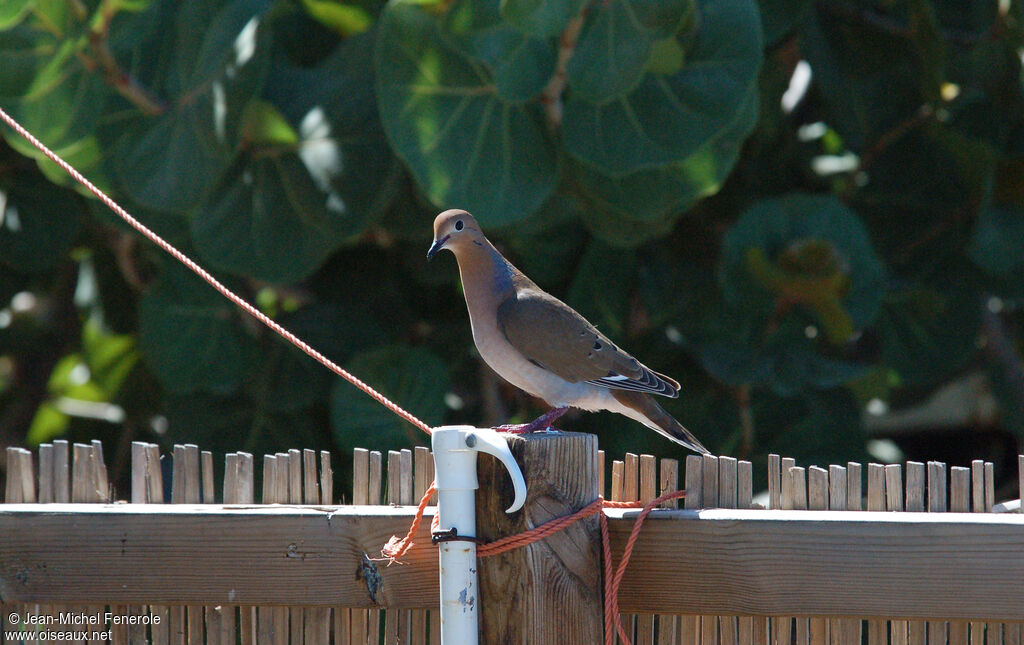 Zenaida Dove