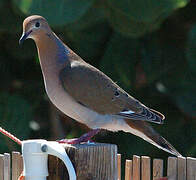 Zenaida Dove