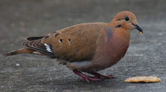 Zenaida Dove