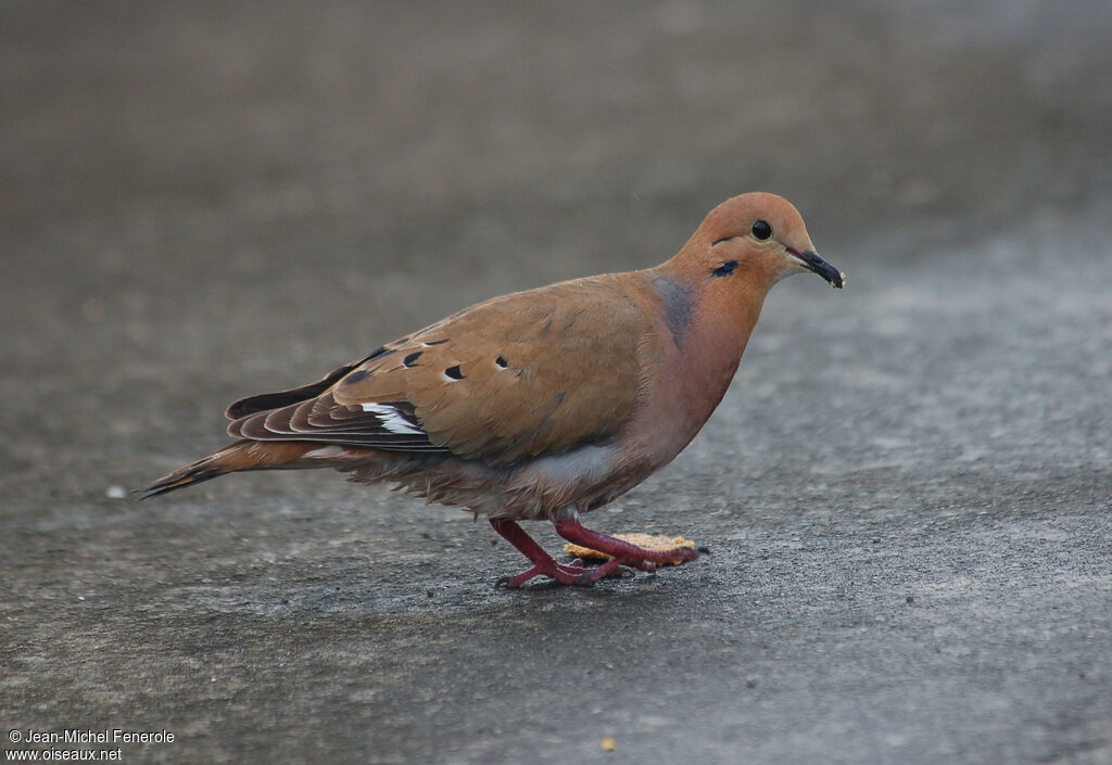 Zenaida Dove