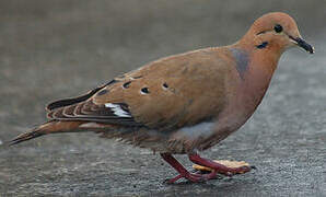 Zenaida Dove