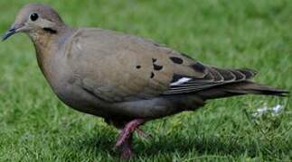 Zenaida Dove