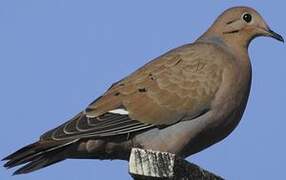 Zenaida Dove