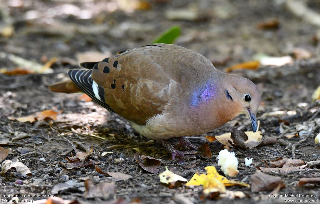 Zenaida Dove