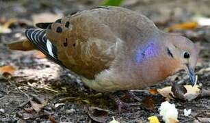 Zenaida Dove