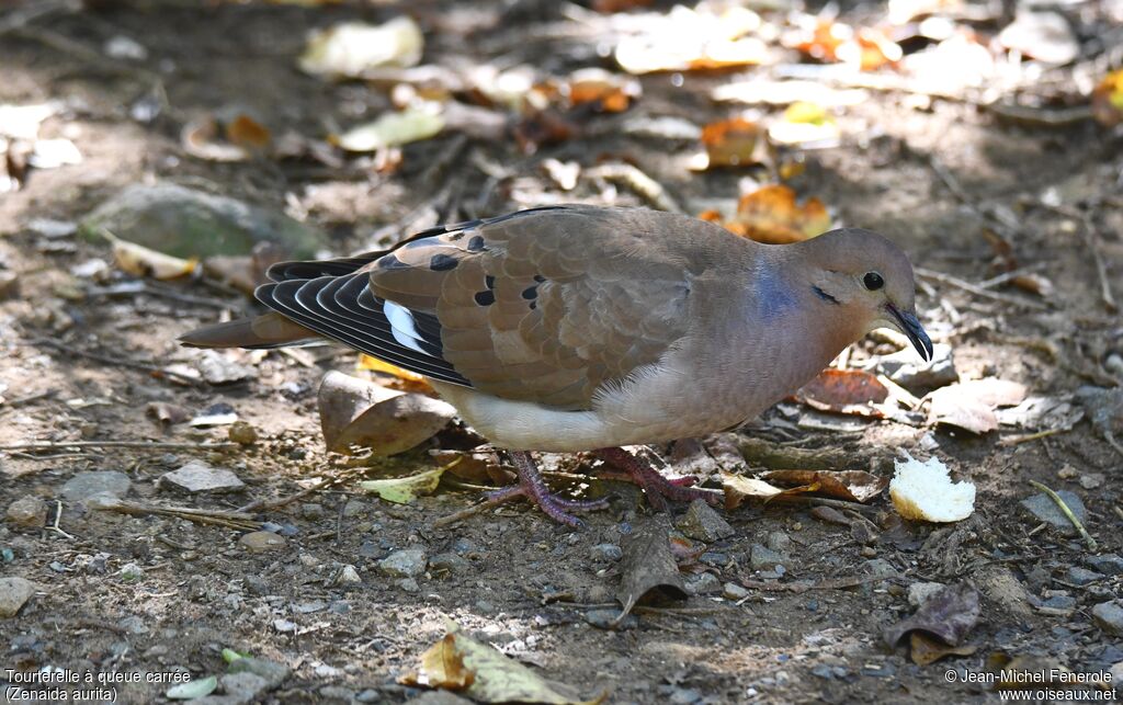 Zenaida Dove